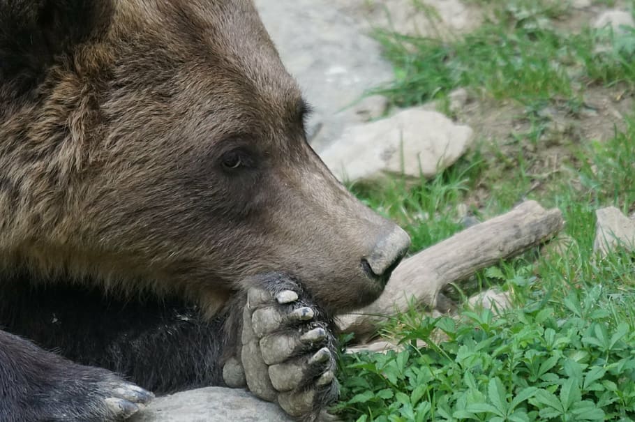 brown bear, predator, dormant, boredom, animal, animal themes HD wallpaper