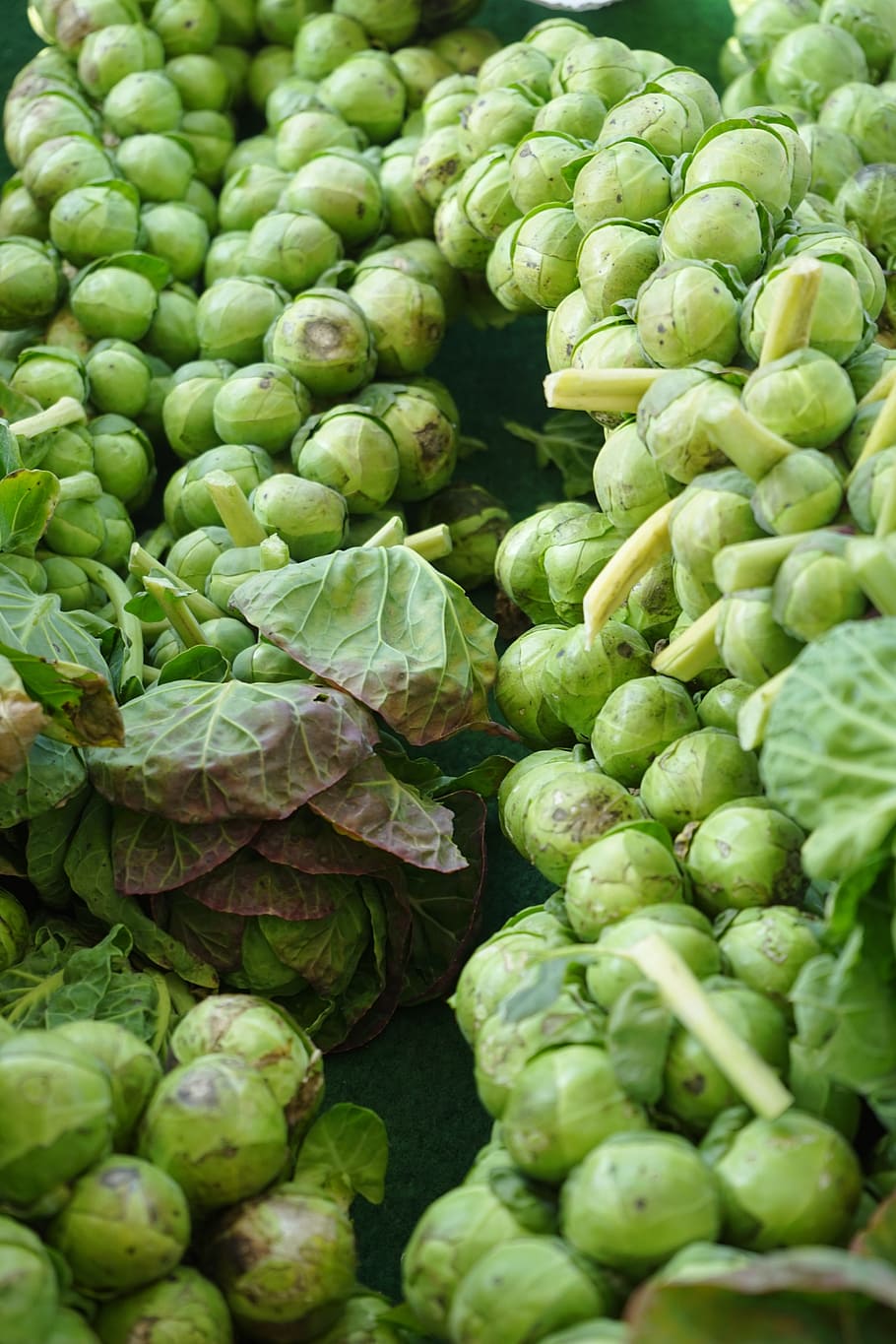brussels sprouts, florets, vegetables, green, healthy, vitamins HD wallpaper