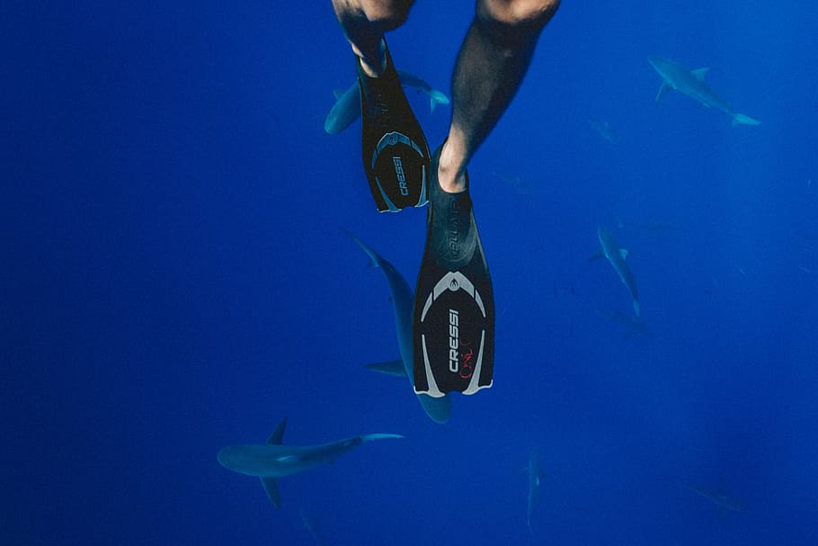 person wearing black diving flippers swimming above school of sharks underwater photography, person in black Cressi flippers swimming