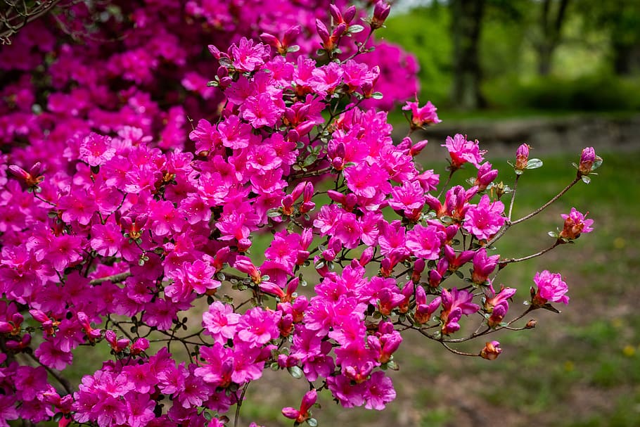 azalea, flower, blossom, spring, garden, flowering plant, pink color HD wallpaper