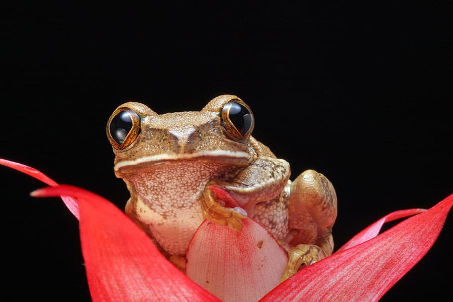 brown frog on top of red petaled flower close-up photography HD wallpaper