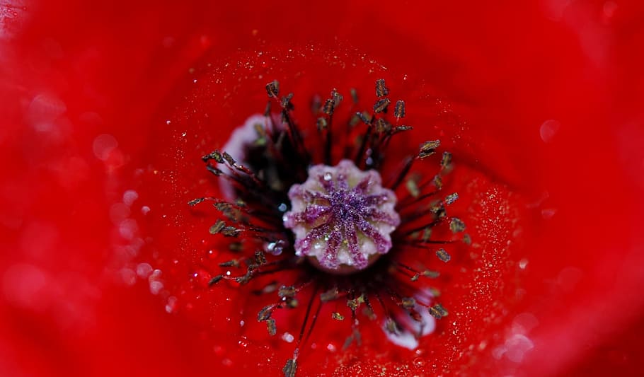 Poppy, Flower, Nature, Macro, red, blossom, color, bloom, petal HD wallpaper