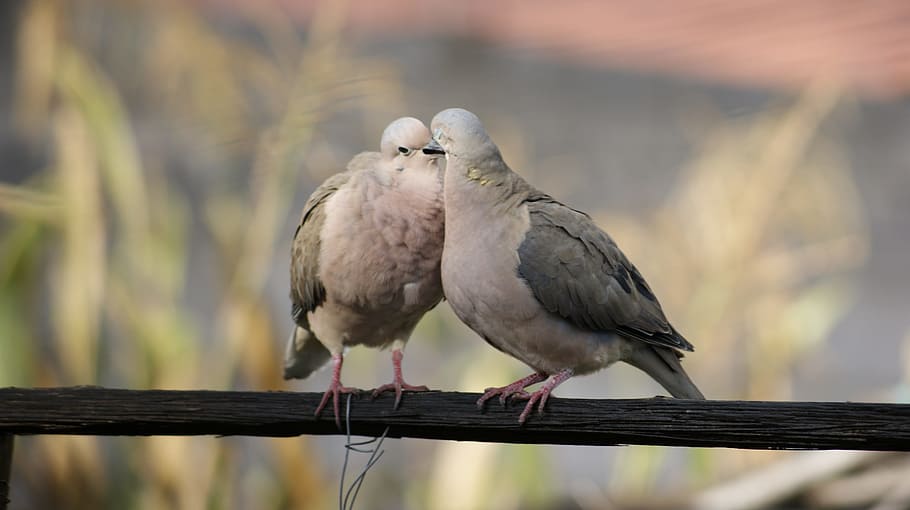 bird, nature, animals, vertebrate, animal wildlife, perching HD wallpaper