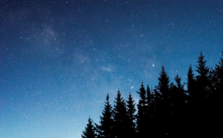 silhouette of tree under starry night, low angle photo of silhouette of trees during nighttime HD wallpaper