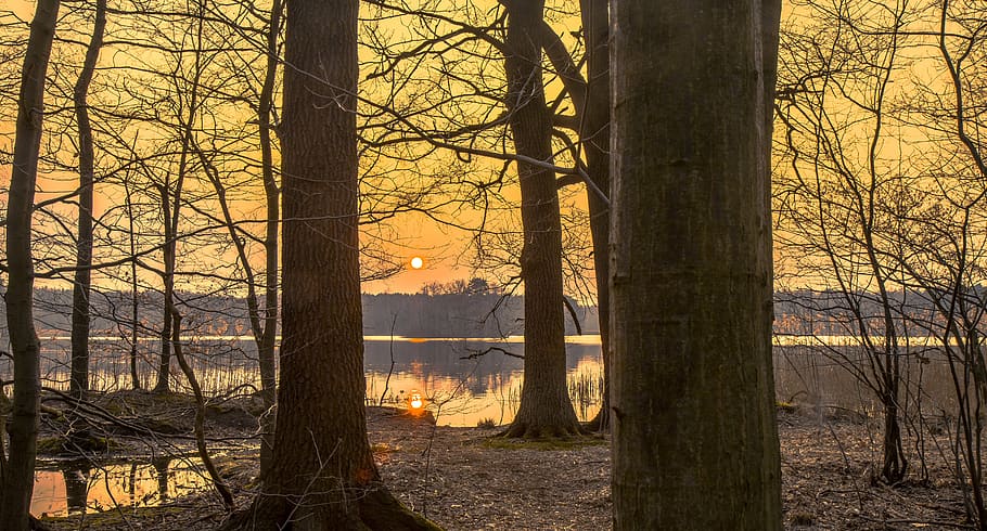 sunset, moritz castle, tree, tree trunk, plant, forest, land HD wallpaper