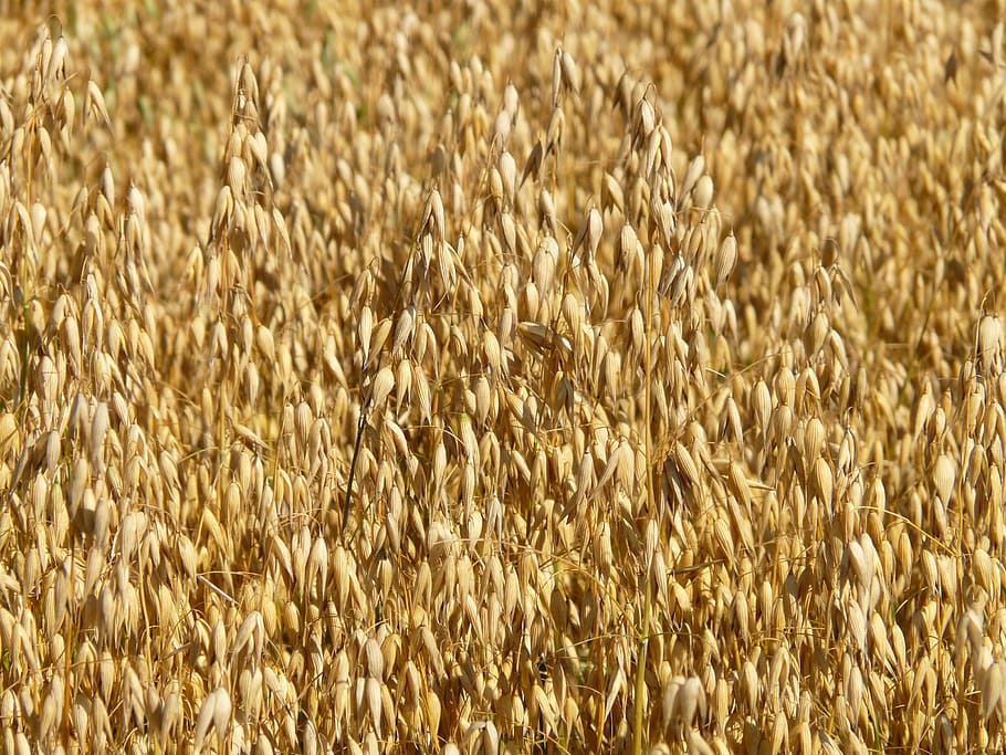 brown grains, field, oats, oat field, arable, cereals, cornfield HD wallpaper