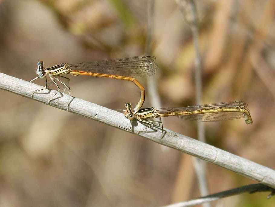 dragonflies, reproduction, copulation, mating, insects mating HD wallpaper