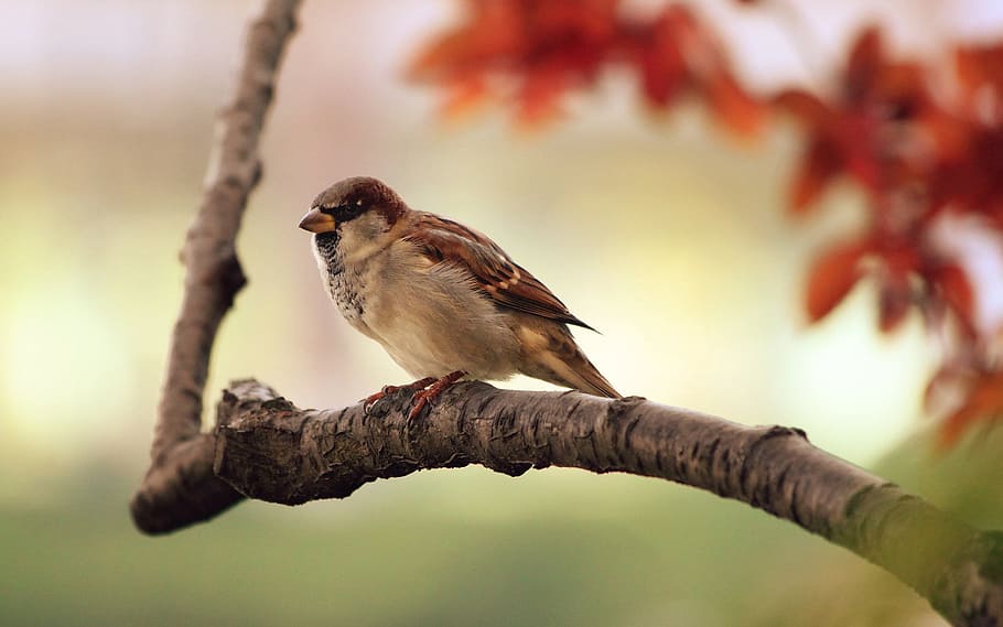 brown sparrow on brown tree branch close-up photo, bird, animal themes HD wallpaper