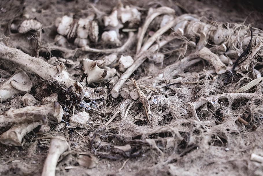 bones, skeleton, death, selective focus, close-up, no people HD wallpaper