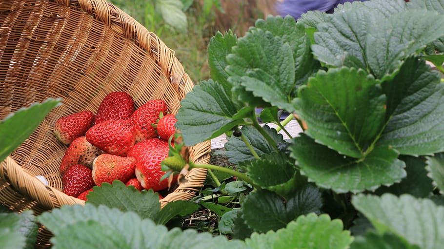 Strawberries, Plants, Huerta, fruit, food, freshness, leaf, HD wallpaper