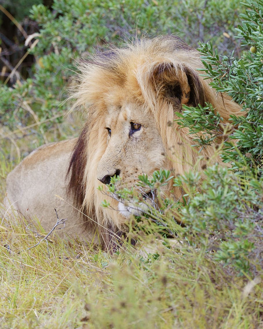 lion, south africa, addo national park, animal, animal themes, HD wallpaper