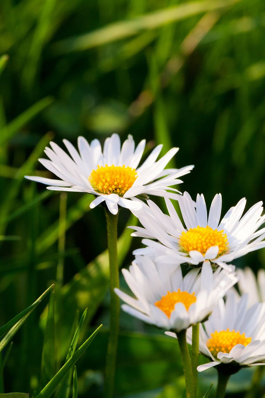 green, white, summer, daisy, nature, flower, yellow, spring HD wallpaper