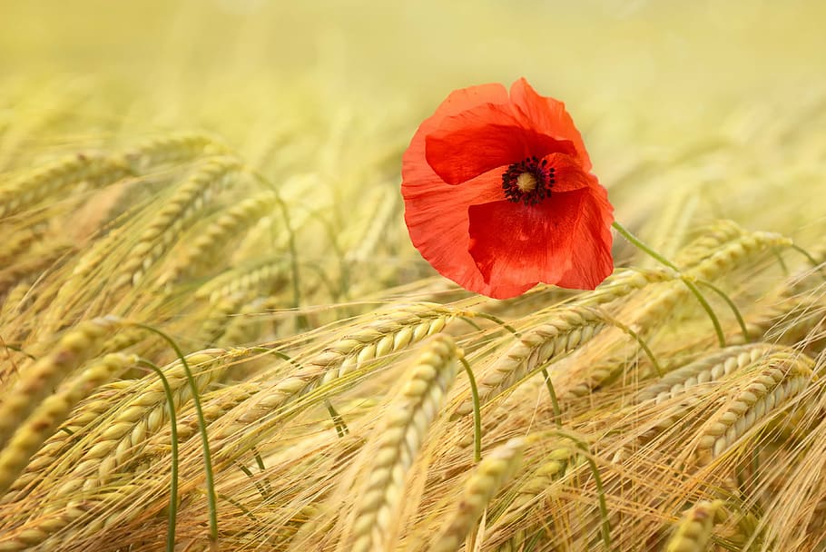 red poppy flower on wheat field at daytime, grain, cornfield