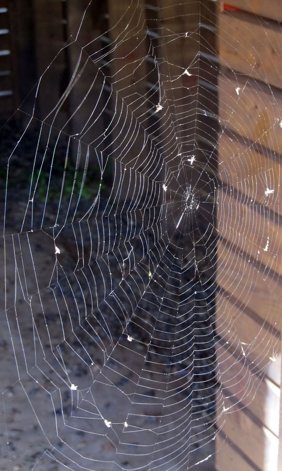 spider web, spiderweb, thread, arachnid, insect, pattern, trap HD wallpaper