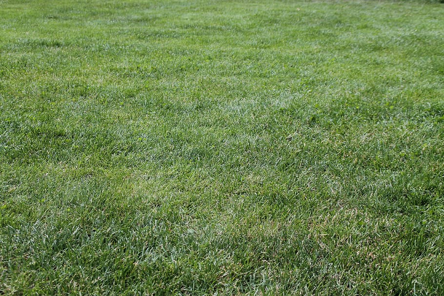 Meadow, Rush, Grass, Green, pfanzen, nature, green color, backgrounds HD wallpaper