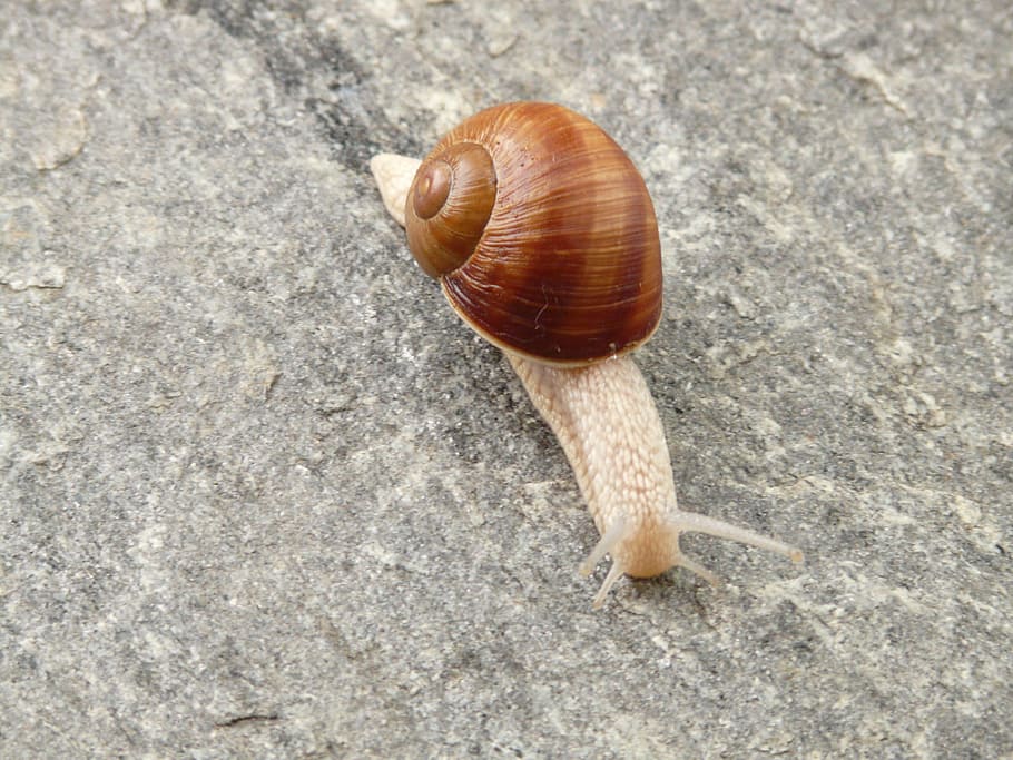 Snail, Shell, Animal, Creature, slowly, fauna, nature, one animal HD wallpaper