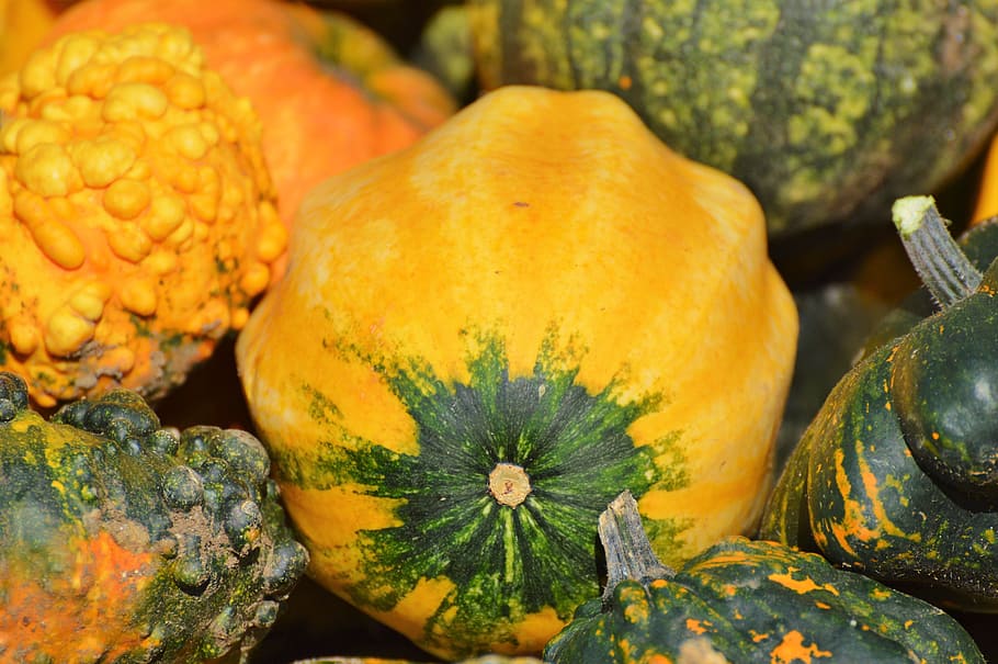 pumpkin, fruit, orange, autumn, cucurbita maxima, choose, large HD wallpaper