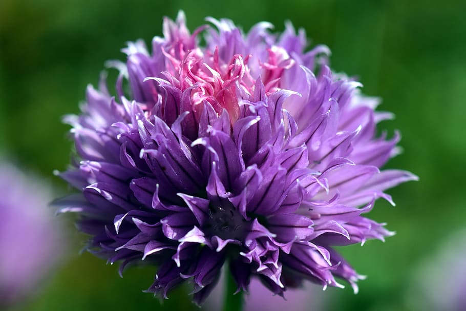 purple chive flower selective-focus photo, closeup, cluster, chives, HD wallpaper