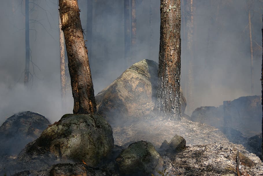 forest fire, båtfors, ash, smoke, burning, burning for conservation HD wallpaper