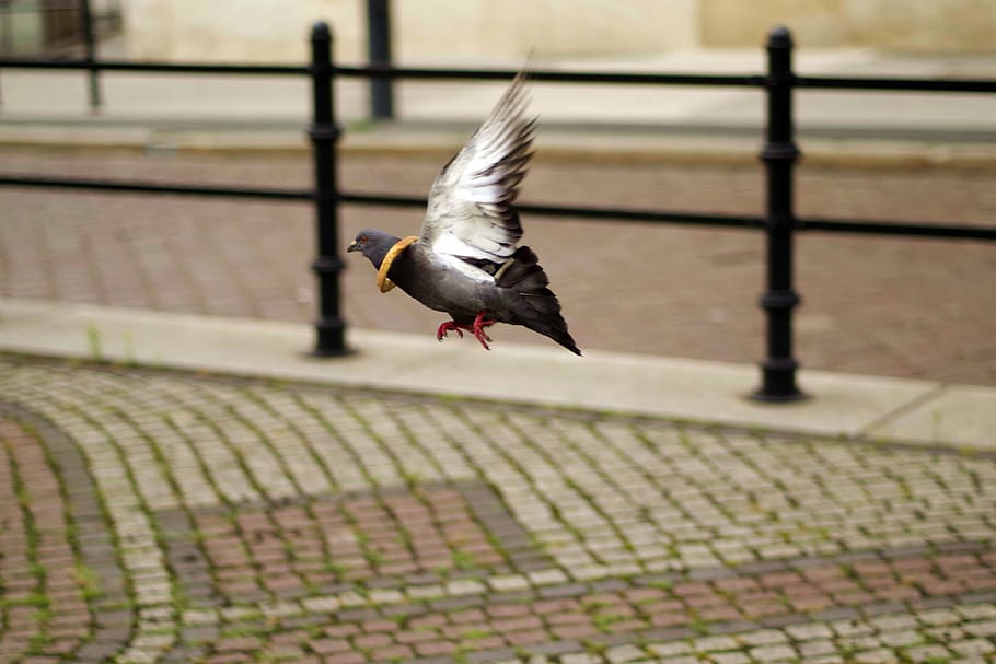 dove, flying, funny, bread, escapes, municipal, pigeons, amazing HD wallpaper