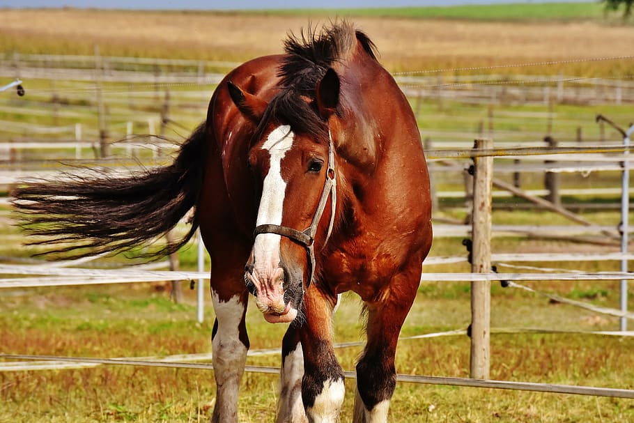 shire horse, big horse, ride, reitstall, coupling, meadow, animal, HD wallpaper