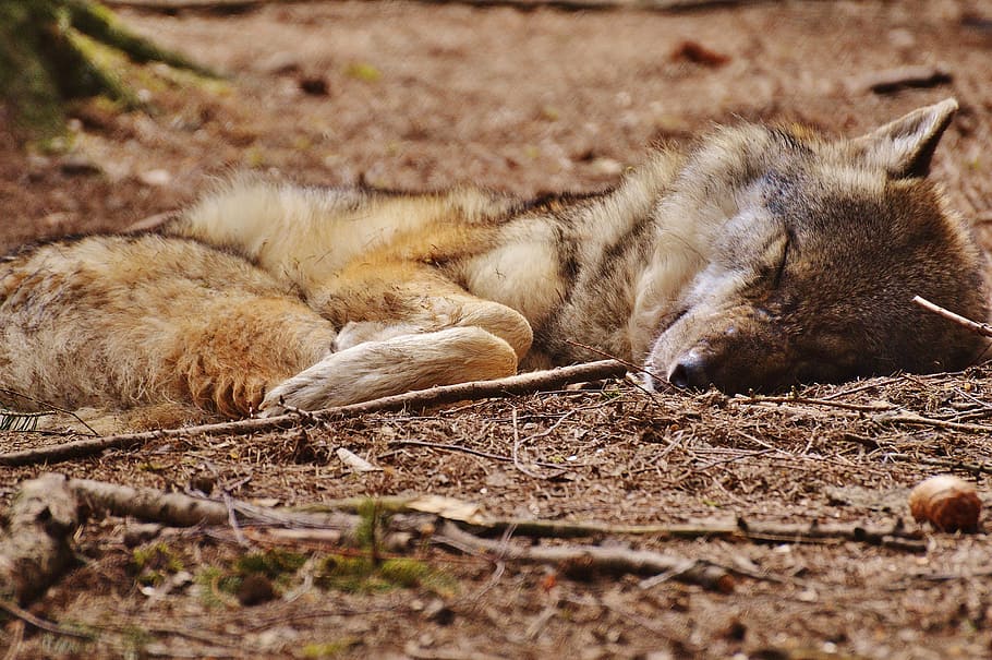 wolf, wildpark poing, sleeping, relaxed, animal, wild animal, HD wallpaper