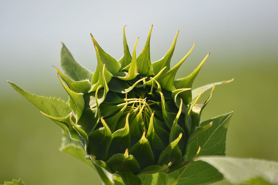 sunflower, flora, flower buds, plant part, green color, leaf HD wallpaper