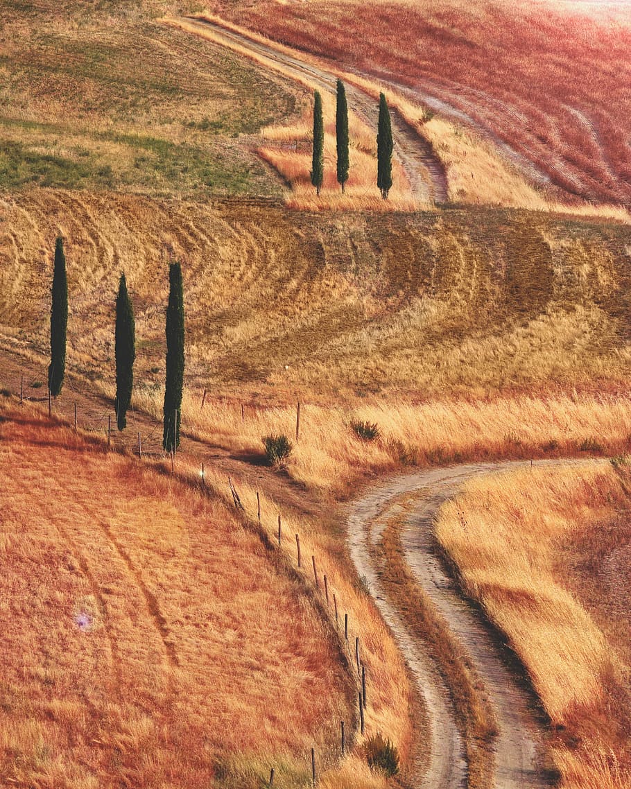 landmark photography of orange and red grasses field with pathway and green trees, brown and green plant field HD wallpaper