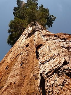 tree, sequoia, wood, bark, huge, tribe, low angle view, sky HD wallpaper