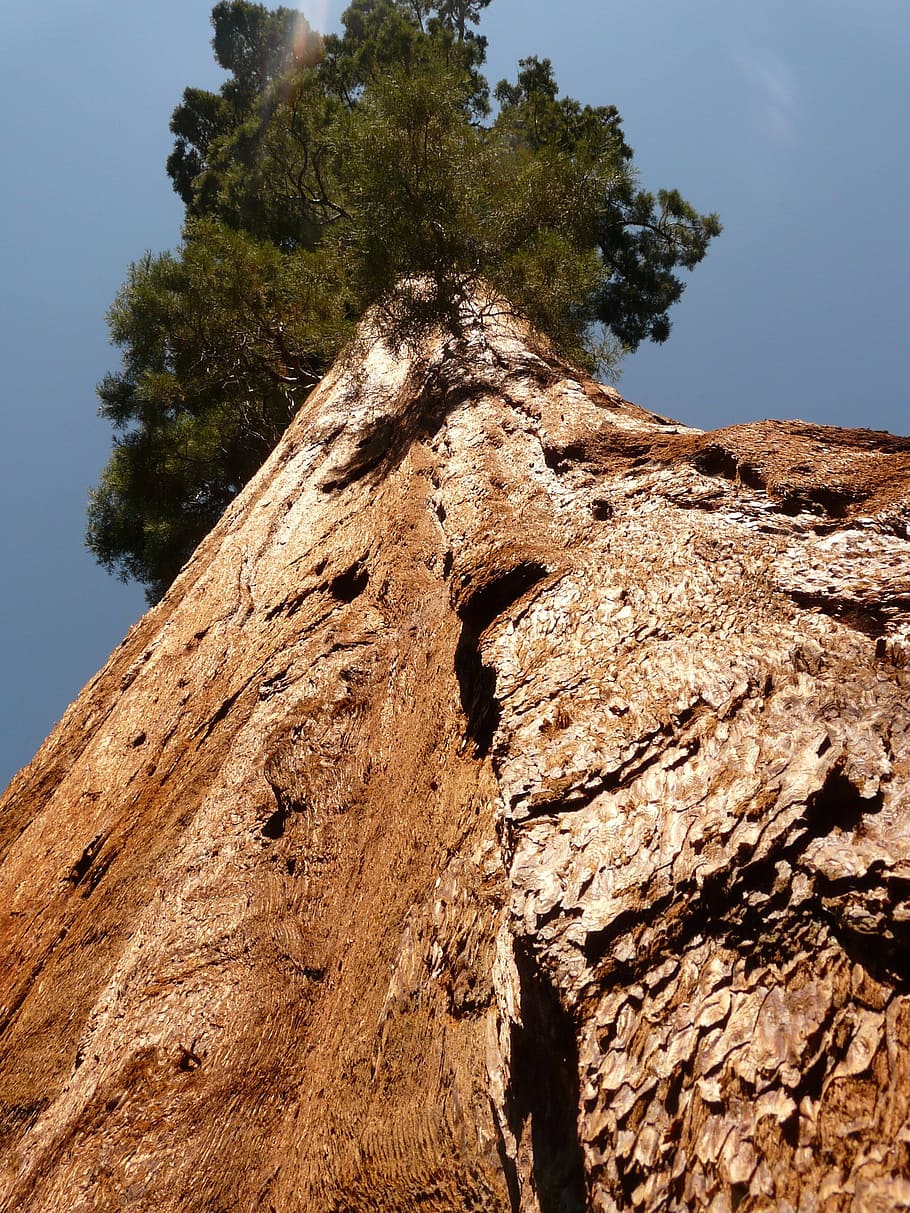 tree, sequoia, wood, bark, huge, tribe, low angle view, sky HD wallpaper
