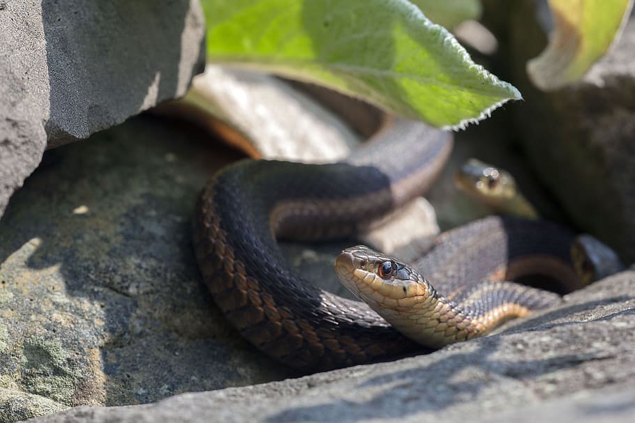 snakes, reptiles, animal, wild, wildlife, nature, serpent, creature HD wallpaper