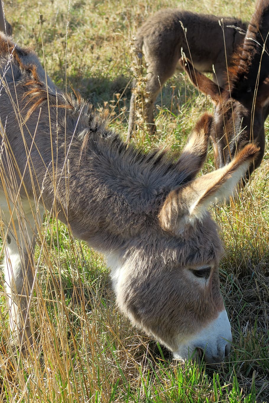 long eared, donkey, dog eared, animal themes, grass, field HD wallpaper
