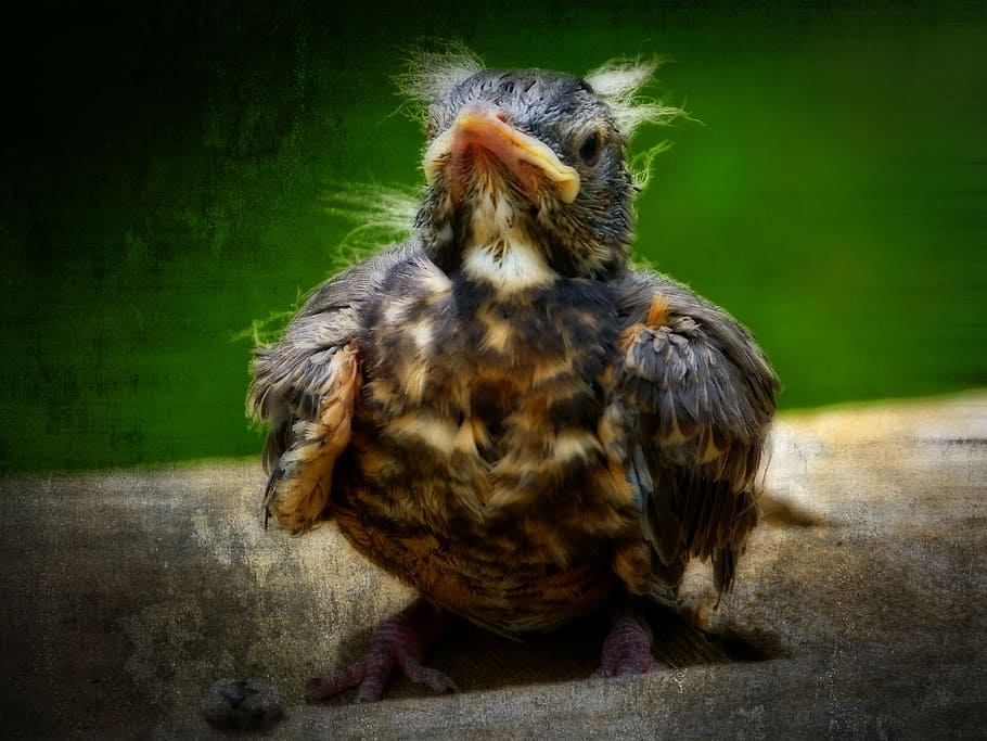 red robin, bird, chick, animal, nature, textured, orton, effect