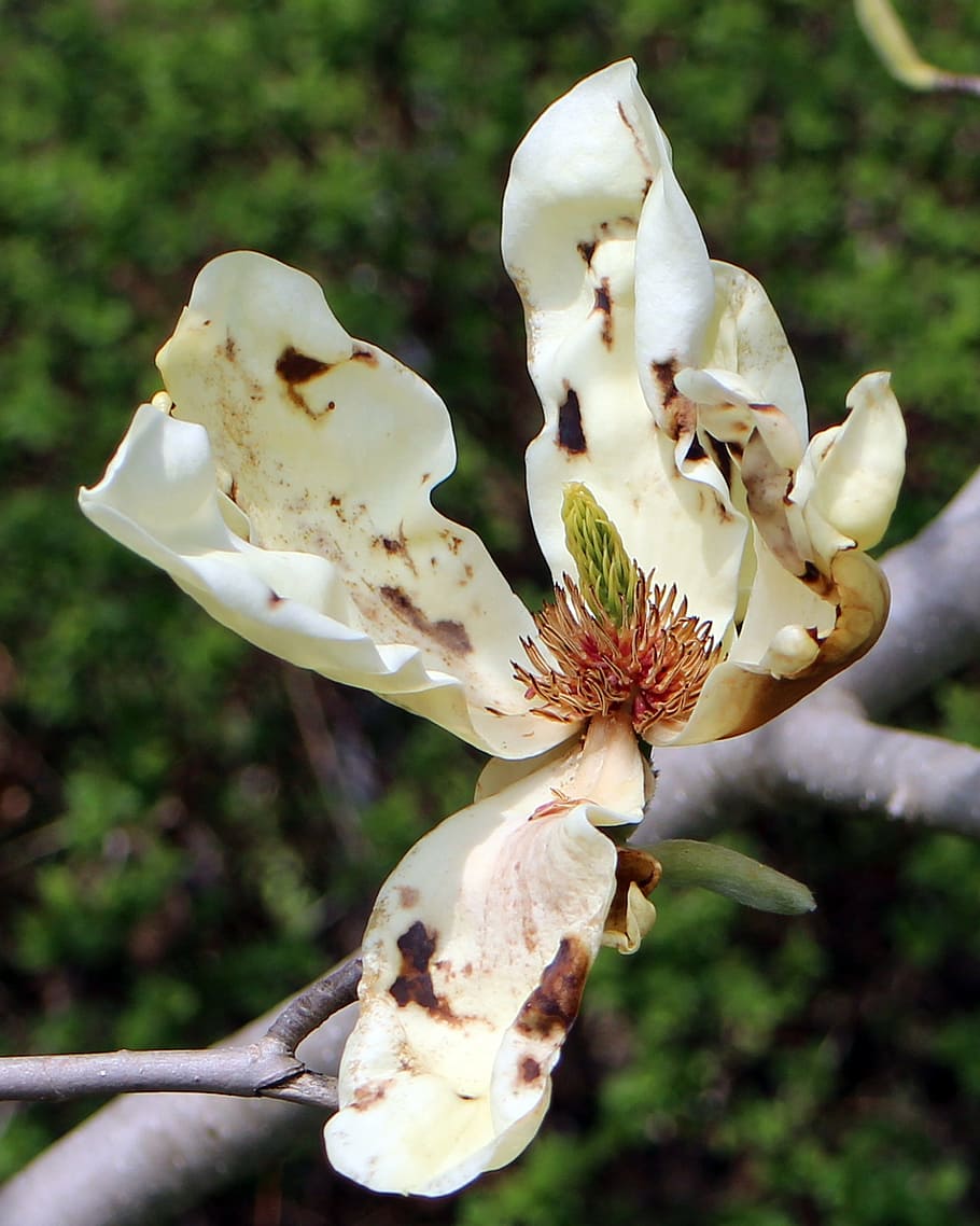 blossom, bloom, tree, spring, white blossom, close, petals HD wallpaper