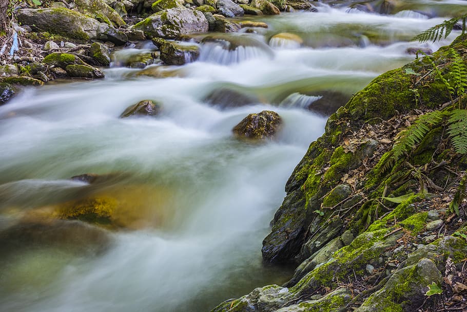 streaming, forest, water, dd, river, green, plant, flowing HD wallpaper
