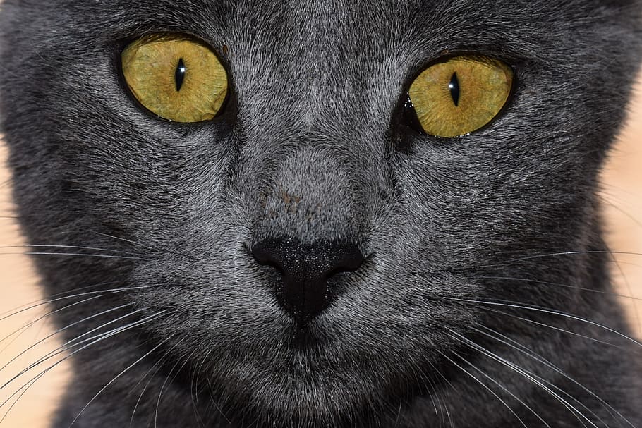 close up photography of black cat, grey, eyes, looking, animal HD wallpaper