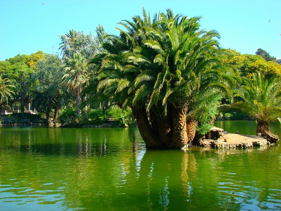 barcelona, tree, summer, water, plant, waterfront, tropical climate HD wallpaper
