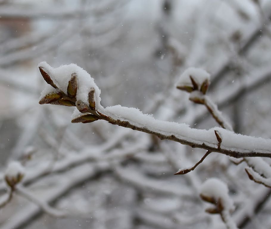 casey, snow, tree, white, winter, cold temperature, frozen HD wallpaper