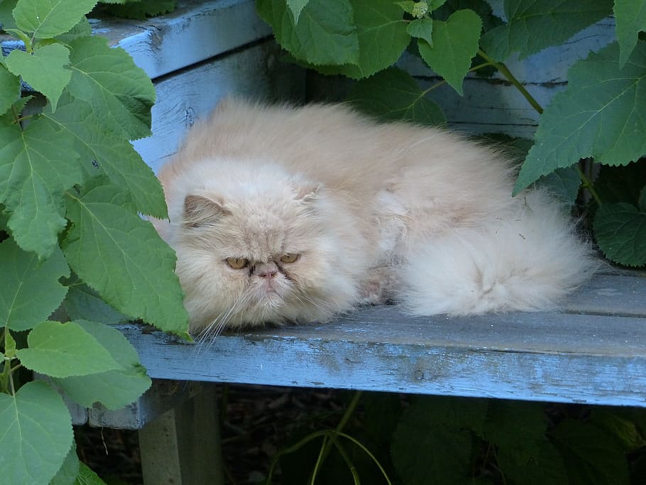 Persian Cat, Pet, domestic cat, domestic animals, feline, animal themes HD wallpaper