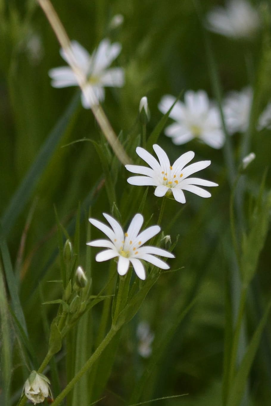 flower, white, plant, spring, nature, blossom, bloom, small flower HD wallpaper