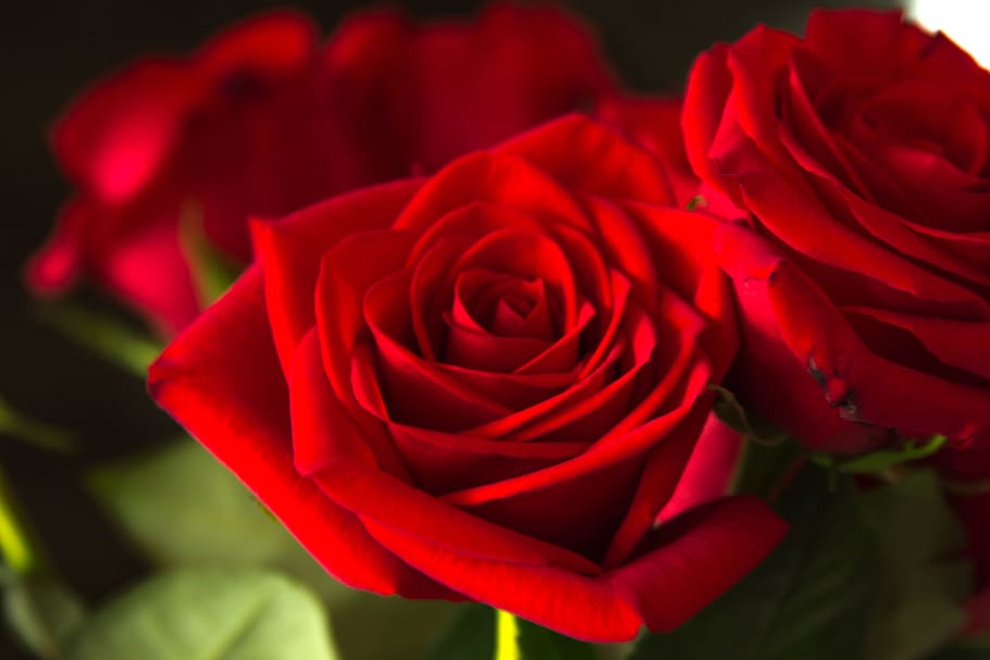 Roses, Flowers, red, rose - flower, petal, nature, flower head HD wallpaper