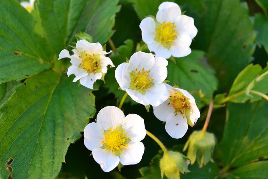 flower, strawberry, dacha, flowering plant, growth, beauty in nature HD wallpaper