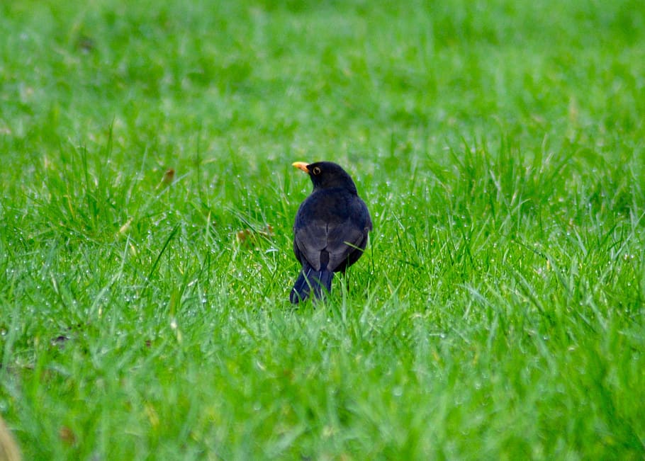 blackbird, uk, grass, green, animal themes, one animal, plant HD wallpaper