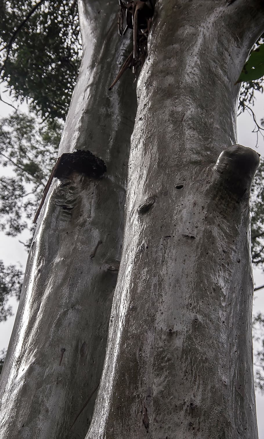 trees, rain forest, wet, australia, queensland, gum trees, eucalypts HD wallpaper