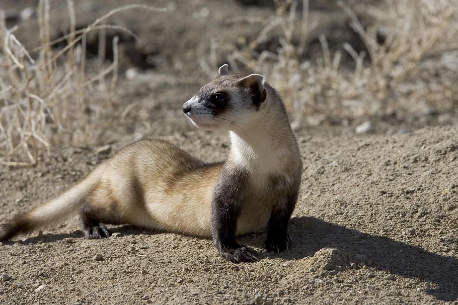 white and brown weasel, Picture, Ferret, Skunks, footed, black