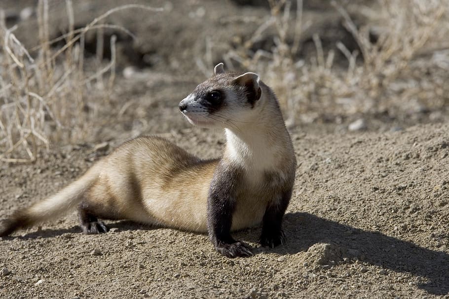 white and brown weasel, Picture, Ferret, Skunks, footed, black, HD wallpaper