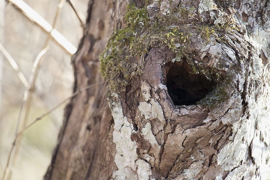 Tree Knot, Heart Shaped Tree Knot, texture, nature, forest HD wallpaper