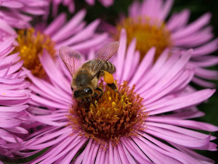 bee, insect, honey, collect, pollen, blossom, bloom, nature HD wallpaper