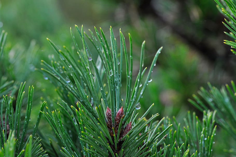 pine branch, conifer, needles, tree, nature, macro, coniferous Tree HD wallpaper