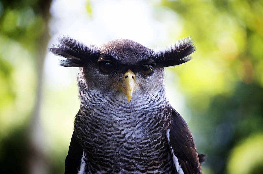 gray Owl on shallow photography, close up, bird, head, nature HD wallpaper